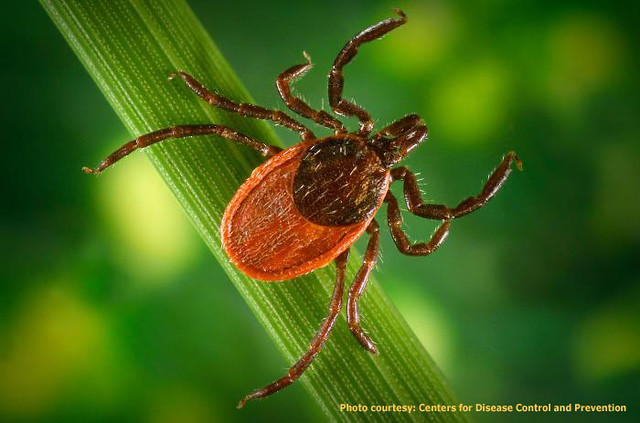 Full Guide On How To Spot, Treat And Get Rid Of Ticks In Your House