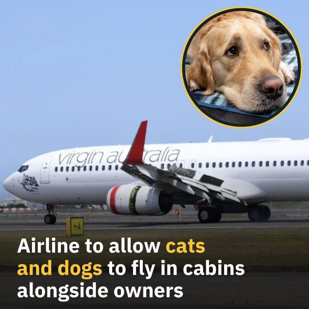 Airlines That Will Allow Dogs and Cats in The Cabin