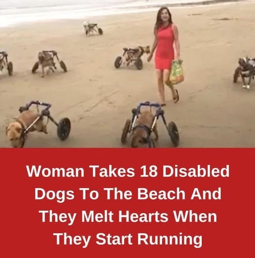 Woman Takes 18 Disabled Dogs To The Beach