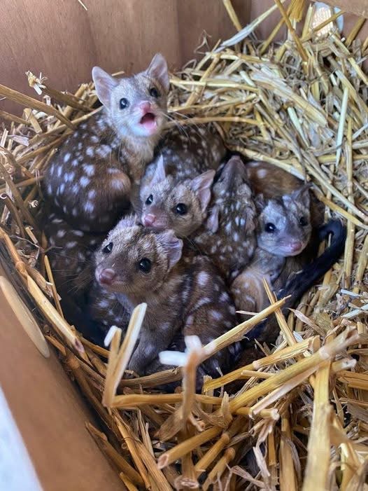 A Group finds unusually spiky creatures in nest – takes a closer look and jaws drop when they realize what kind of animals they are