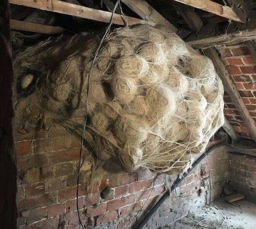 Man Believes He Found a “Hornets” Nest in the Attic – Turns Pale When He Discovers the Truth