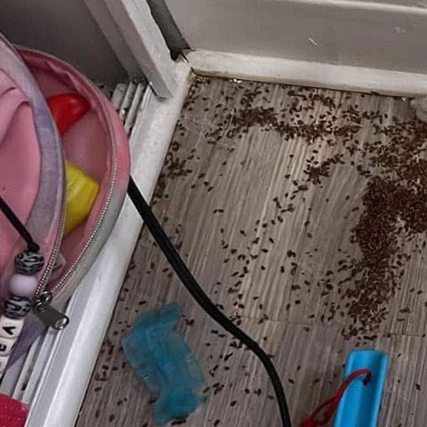 Mother asks internet for help after finding mysterious piles of ‘brown bits’ in daughter’s bedroom