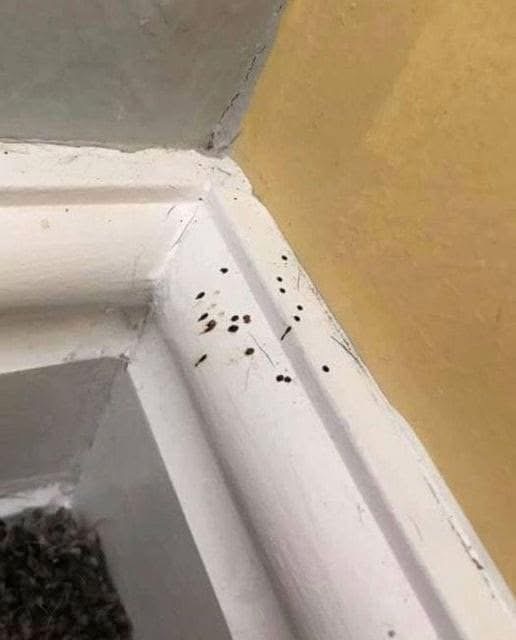 If you spot these mysterious black dots in your kitchen, you had better know what they mean