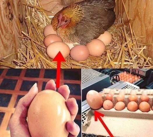 Under a chicken, a farmer found a massive egg.