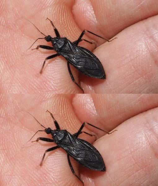 What To Do If Bitten By An Assassin Bug