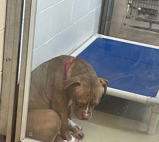 Heartbreaking photo shows shelter pit bull “losing hope” after adoptions fall through — still looking for a home