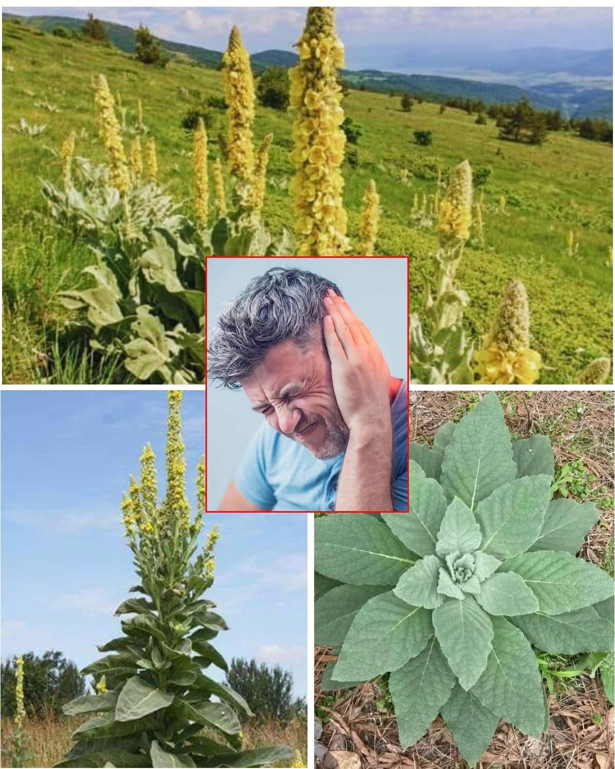 The 8 Surprising Health Benefits of Mullein You Need to Know