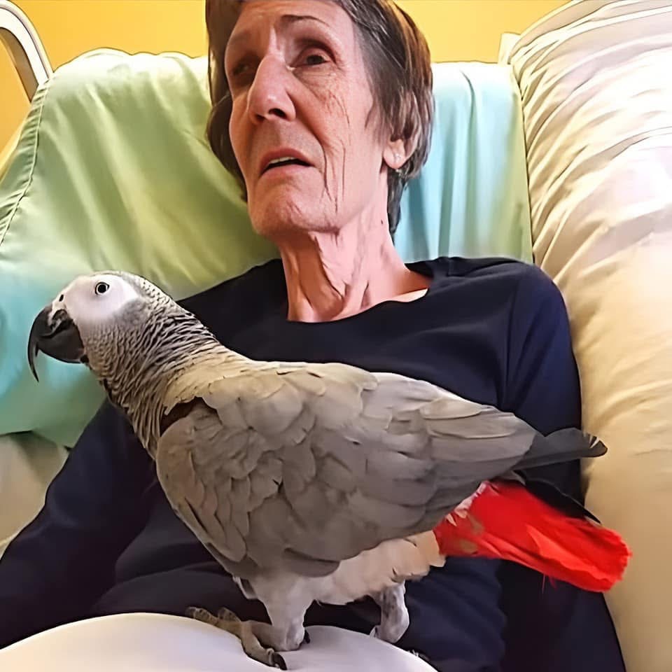 Dying woman says goodbye to her parrot: The bird’s immediate reaction makes me burst into tears  Check out the comments for a moving video